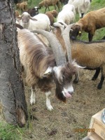 /album/fotogalerie/a10-2009-05-2010-592-jpg/